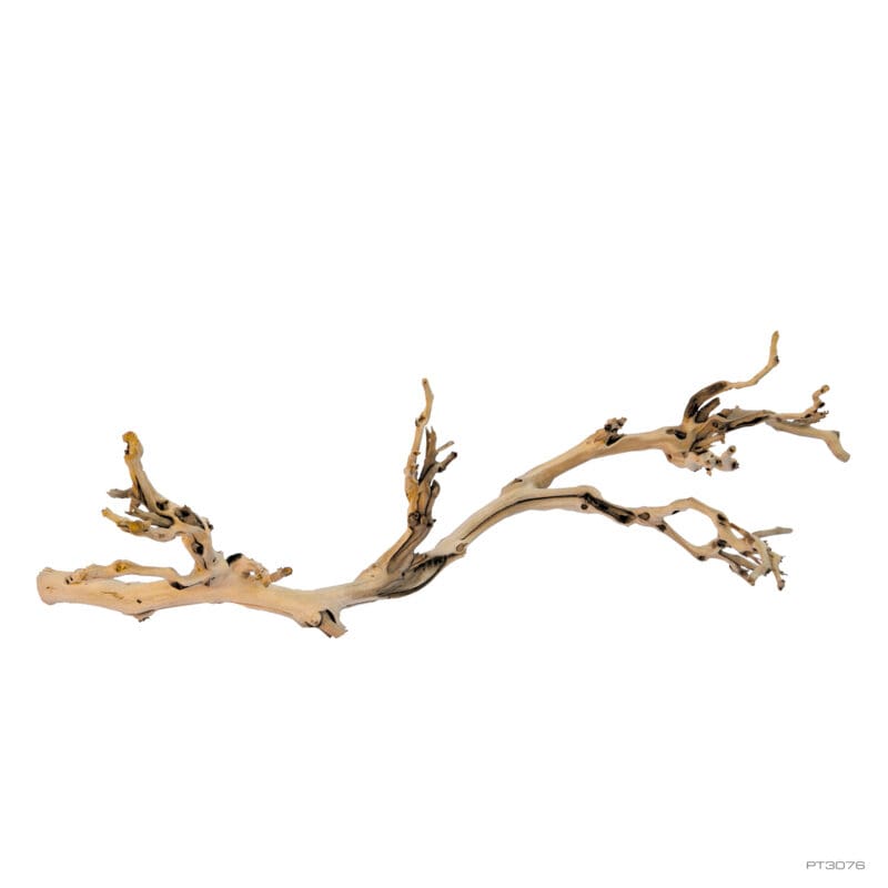 Exoterra Forest Branch