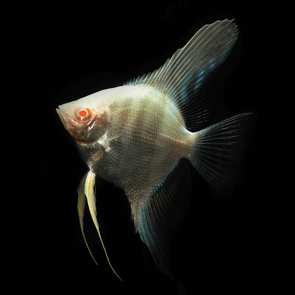 Pterophyllum scalare Rio Japura albino