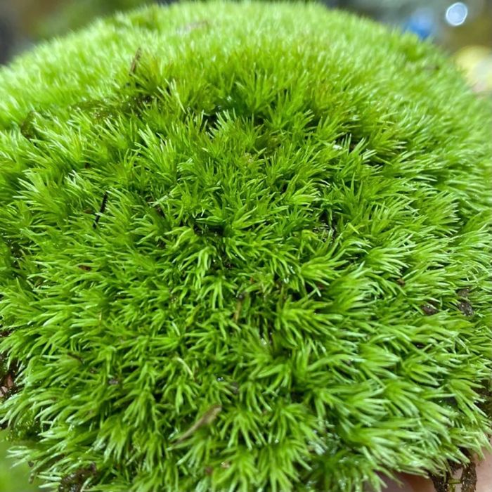 Apple Moss (bartramia pomiformis)