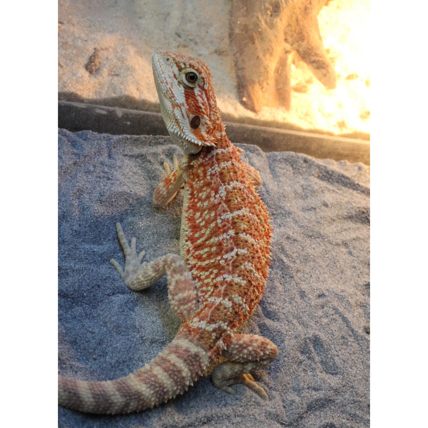 Pogona Vitticeps. Drago Barbuto.