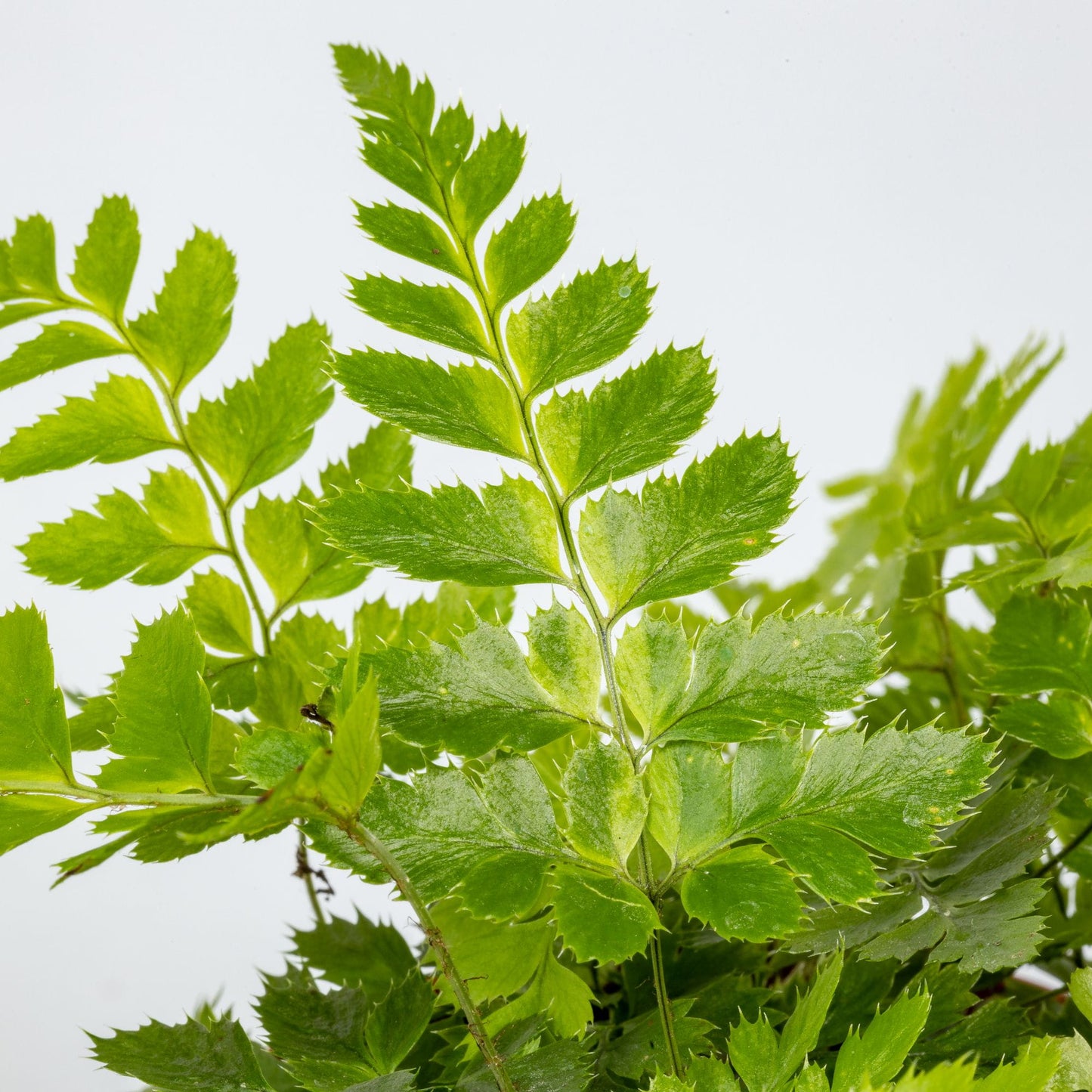 Rumohra adiantiformis Variegata