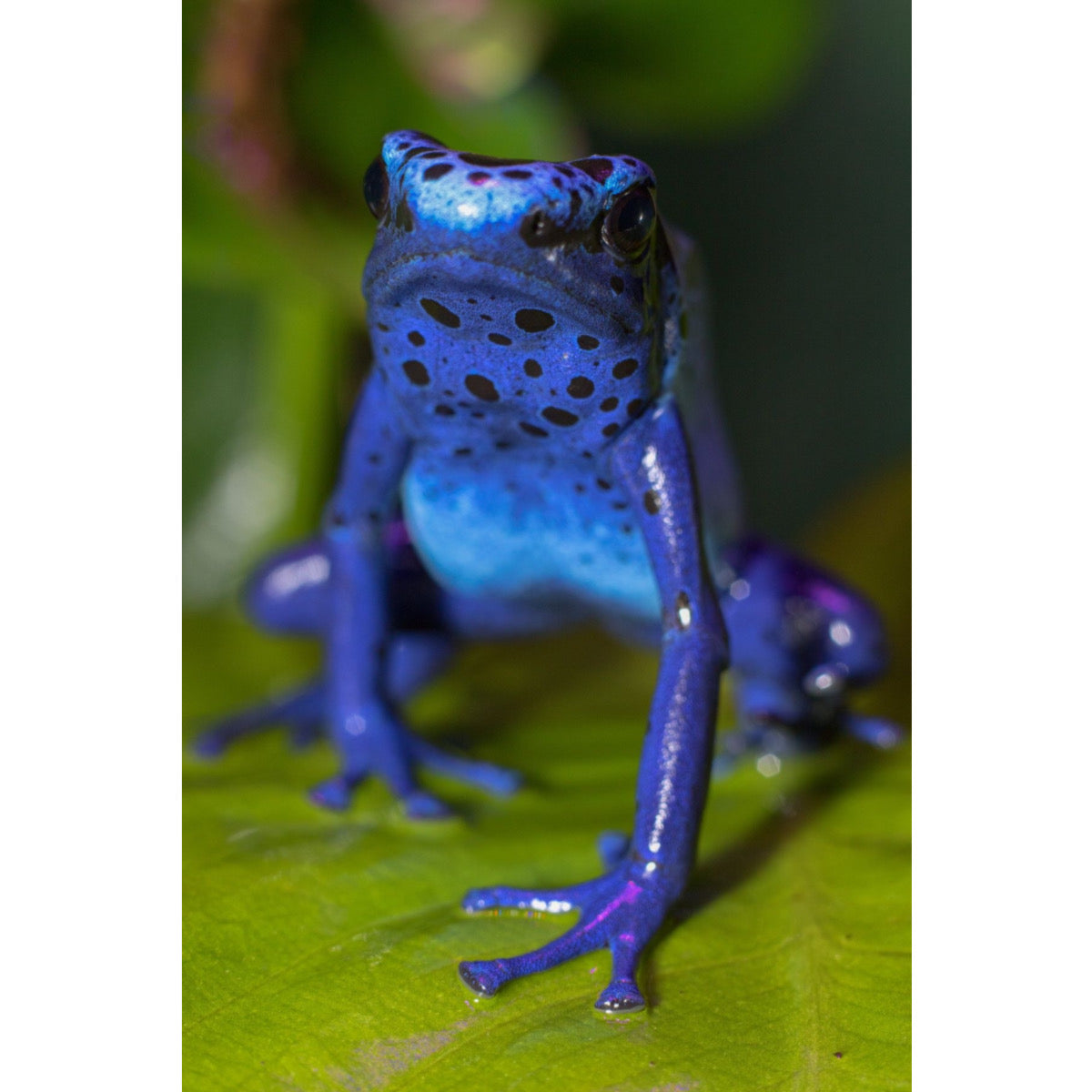 Dendrobates Tinctorius Azureus in Vendita - Animal Instinct