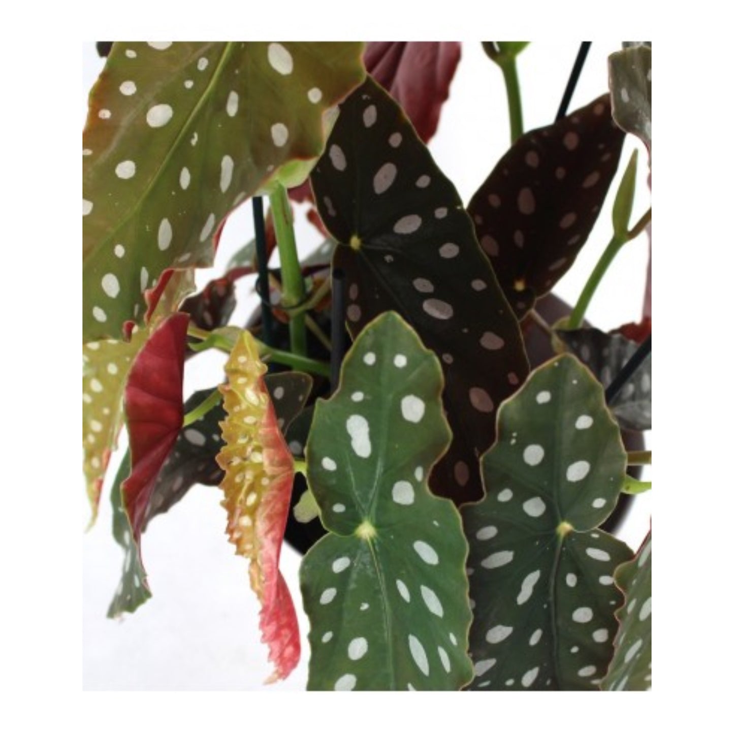 Begonia Maculata