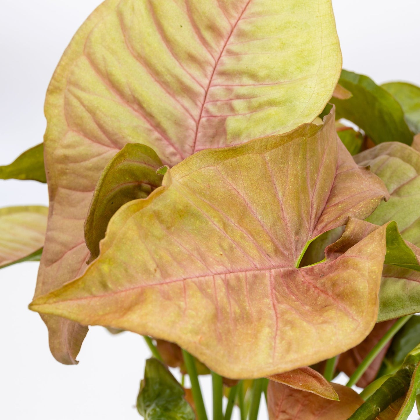 Syngonium Neon Pink