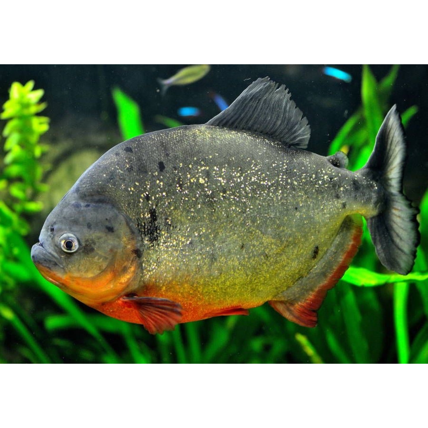 Pygocentrus nattereri (Piranha)
