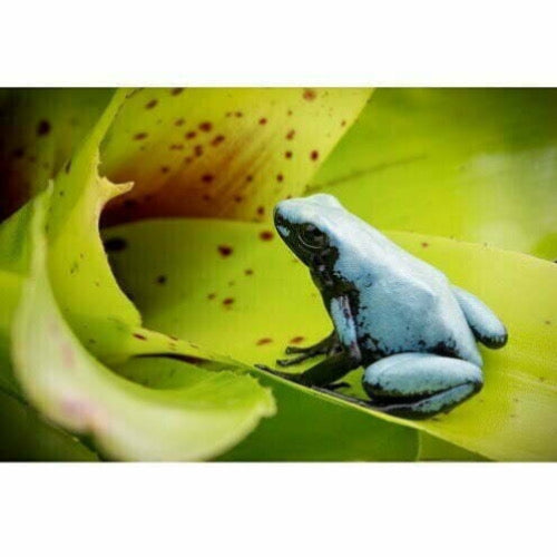 Adelphobates Galactonotus 'Moonshine Blue': Caratteristiche e Cura | Animal Instinct