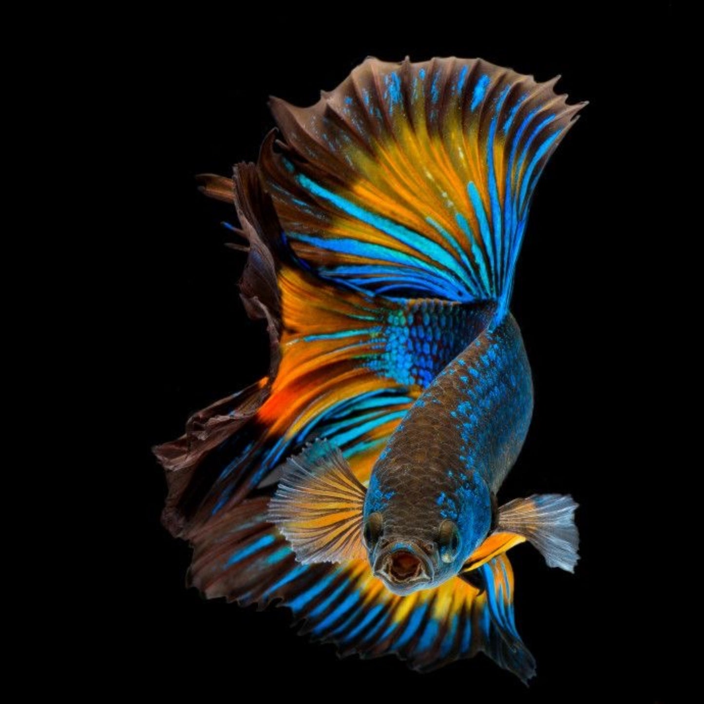 Betta Splendens Halfmoon mix