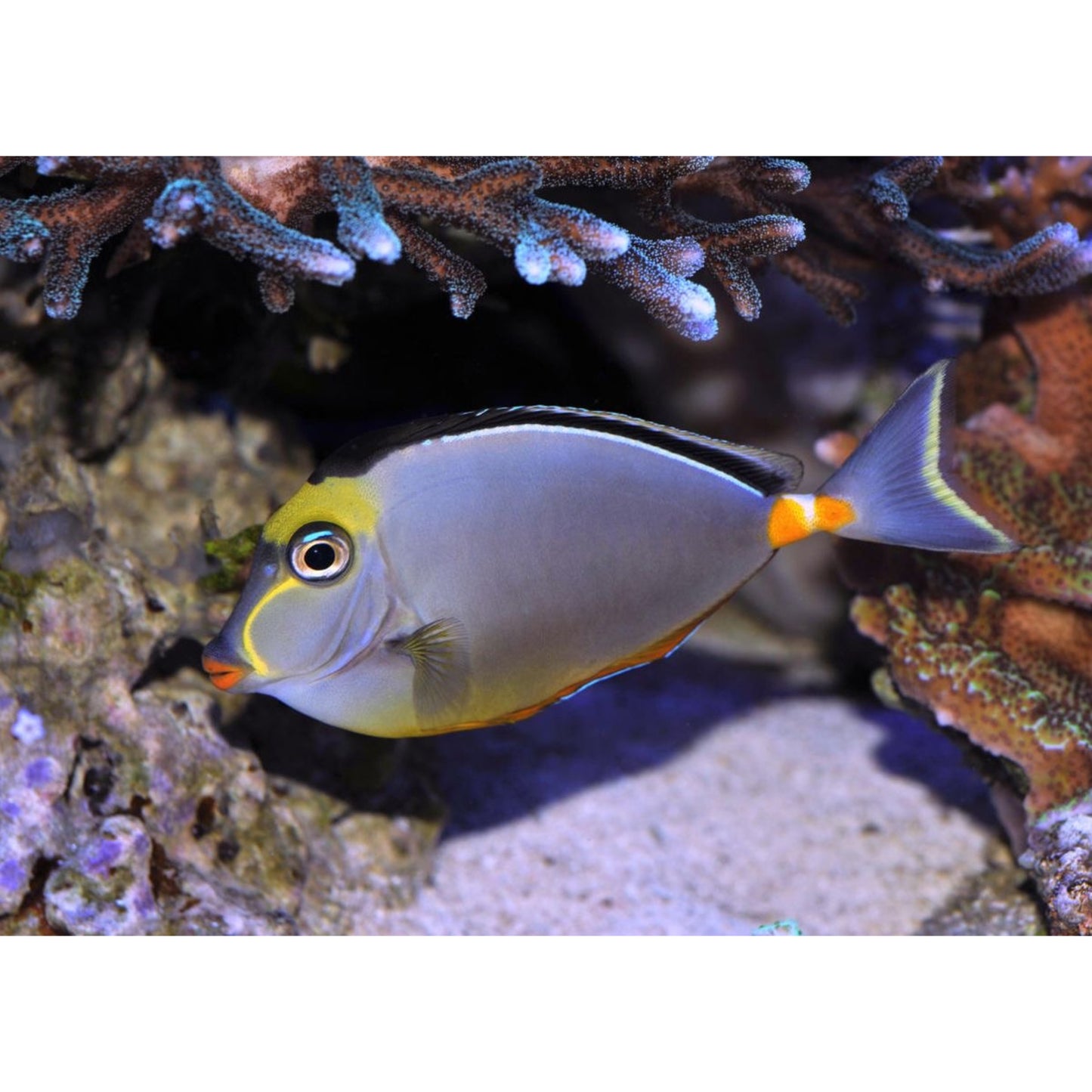 Naso lituratus