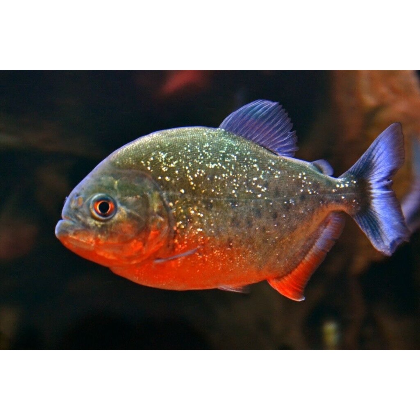 Pygocentrus nattereri (Piranha)