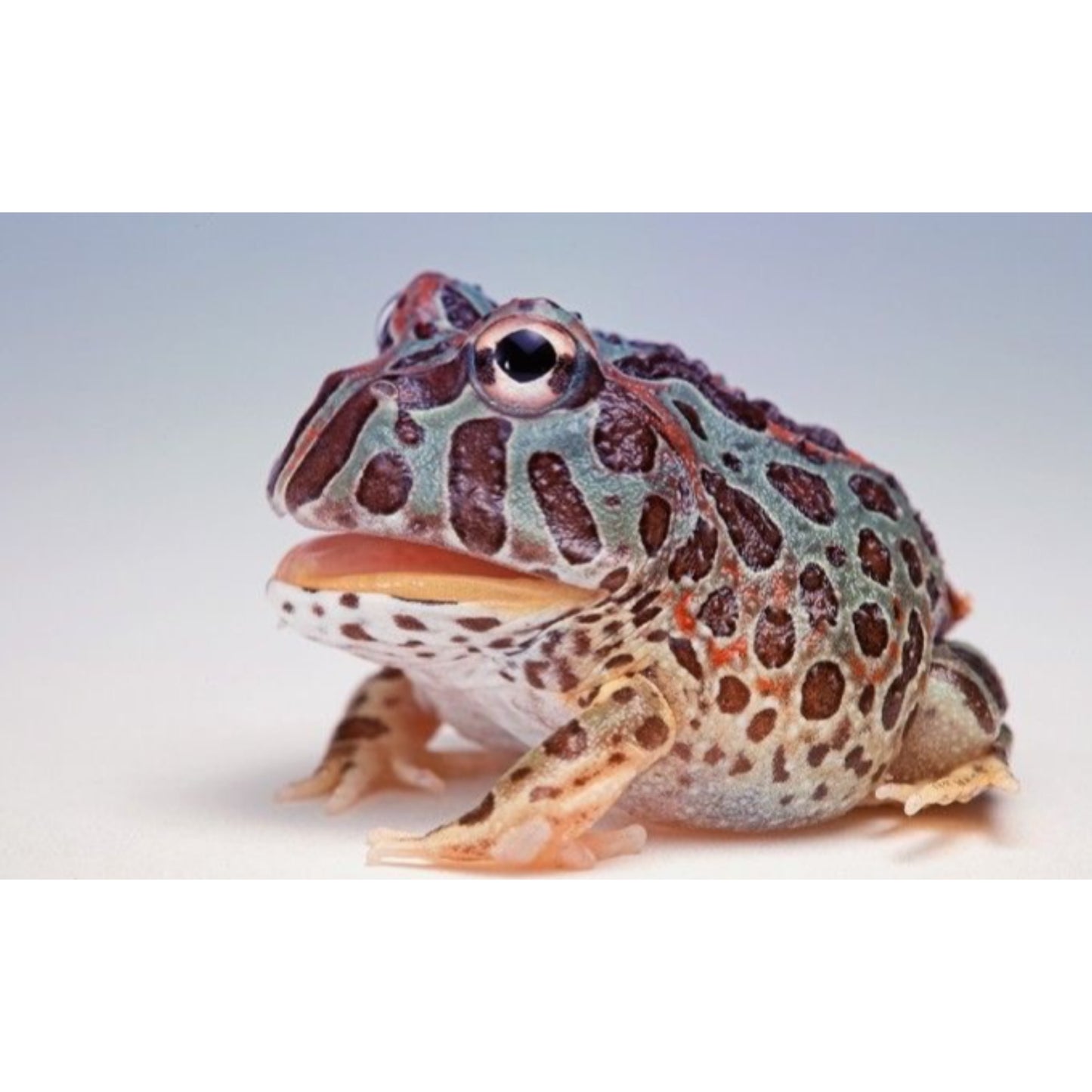 Ceratophrys cranwelli Rana pacman
