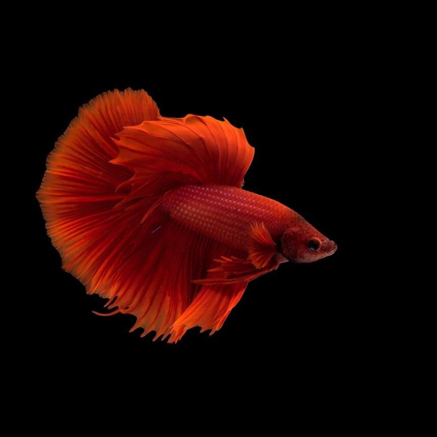 Betta Splendens Halfmoon mix