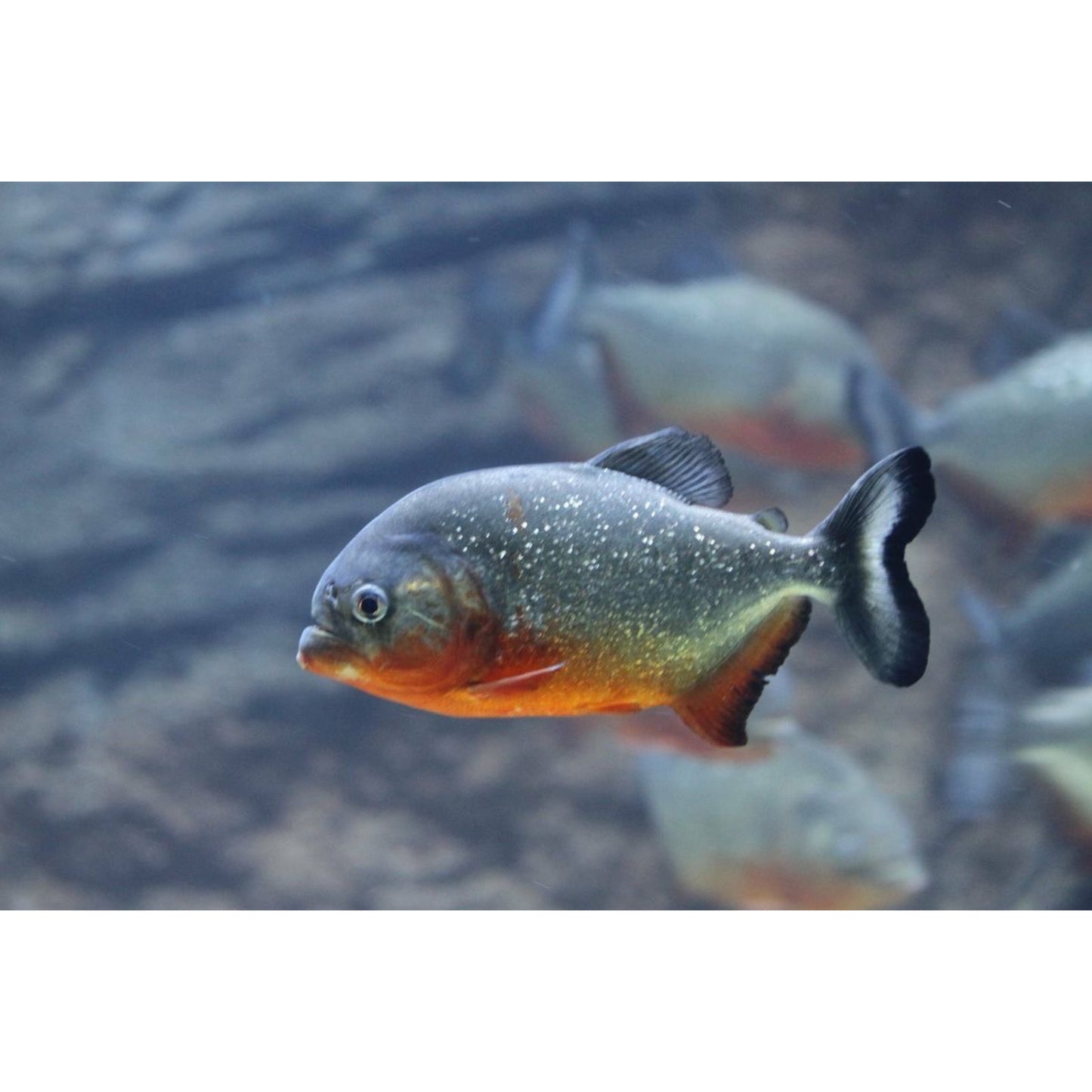 Pygocentrus nattereri (Piranha)