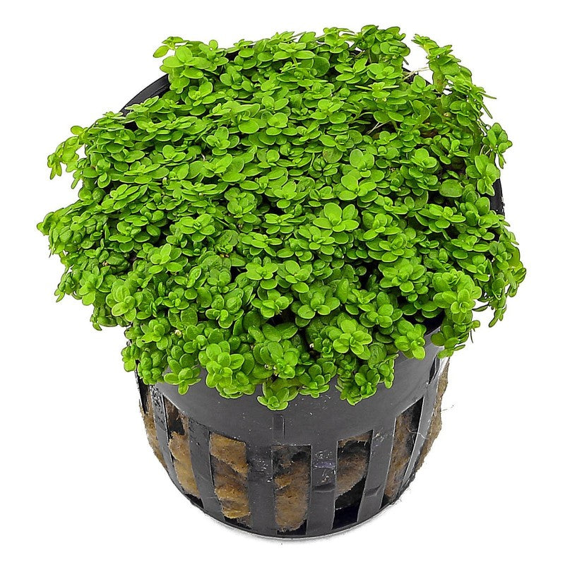Hemianthus Callitrichoides Cuba