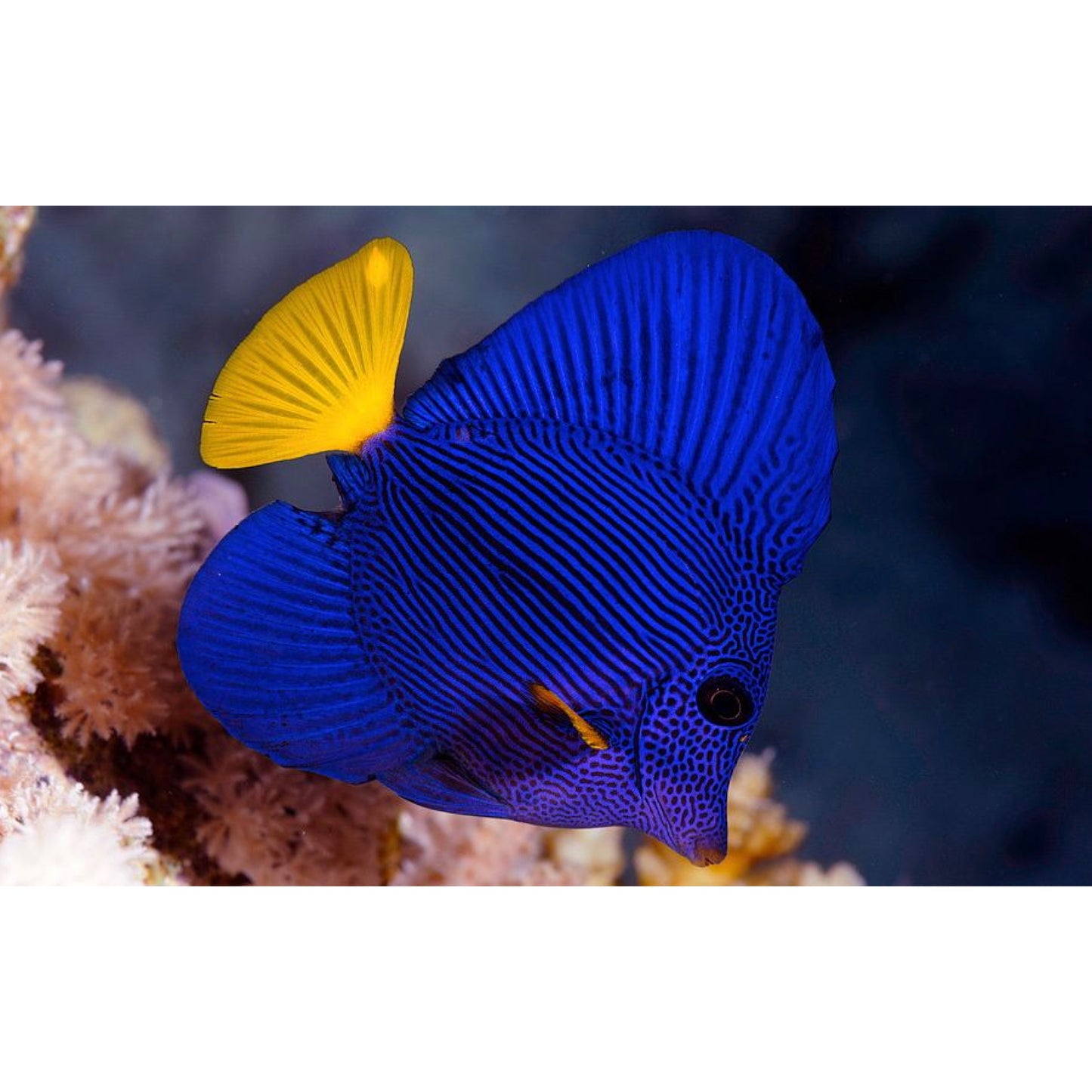 Zebrasoma xanthurum