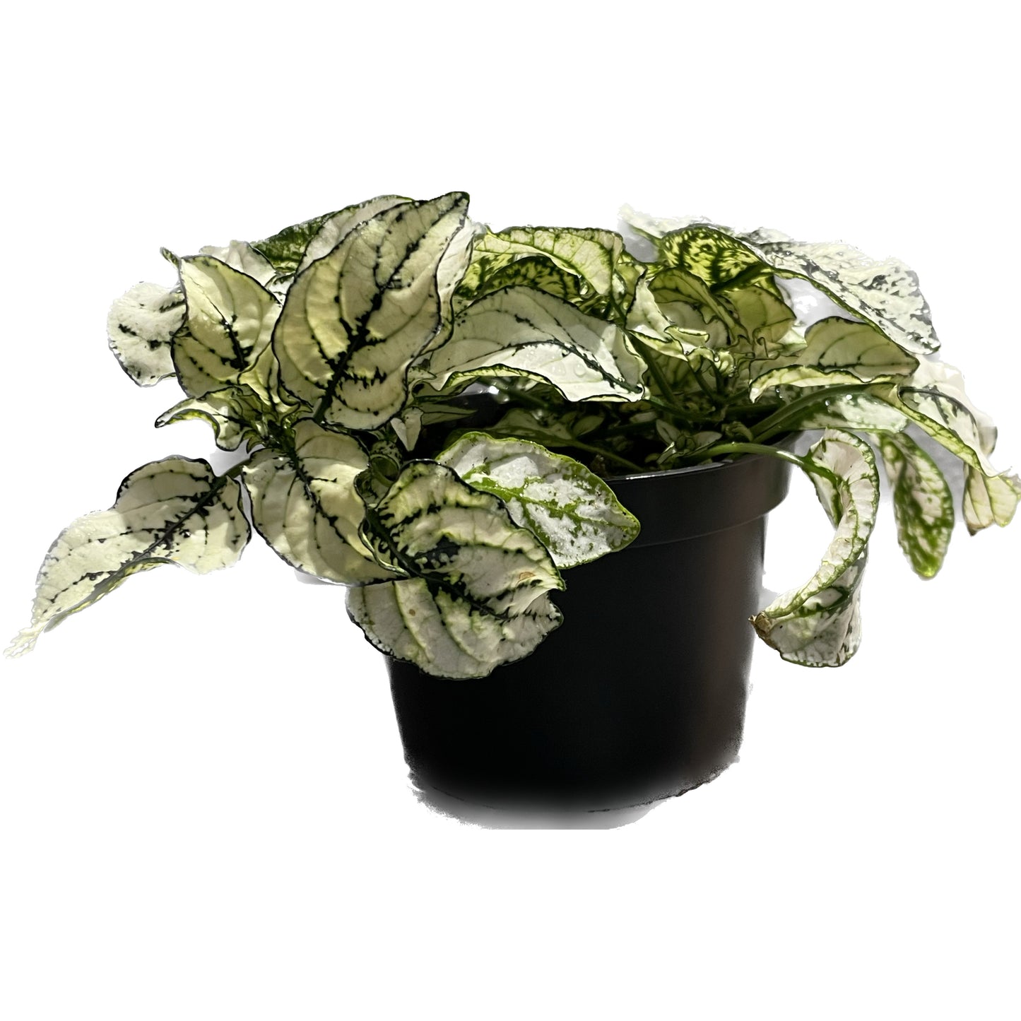 Fittonia extra White
