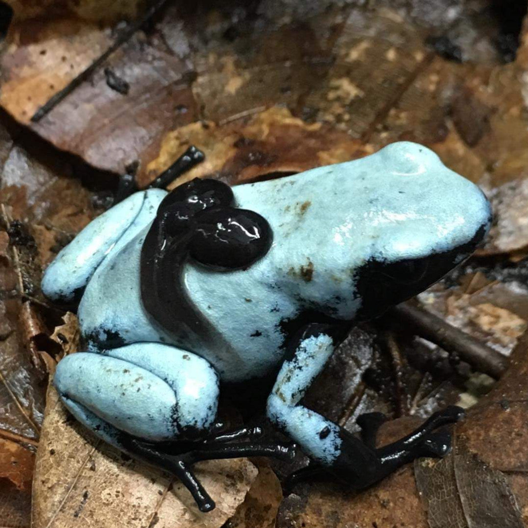 Adelphobates Galactonotus 'Moonshine Blue': Caratteristiche e Cura | Animal Instinct