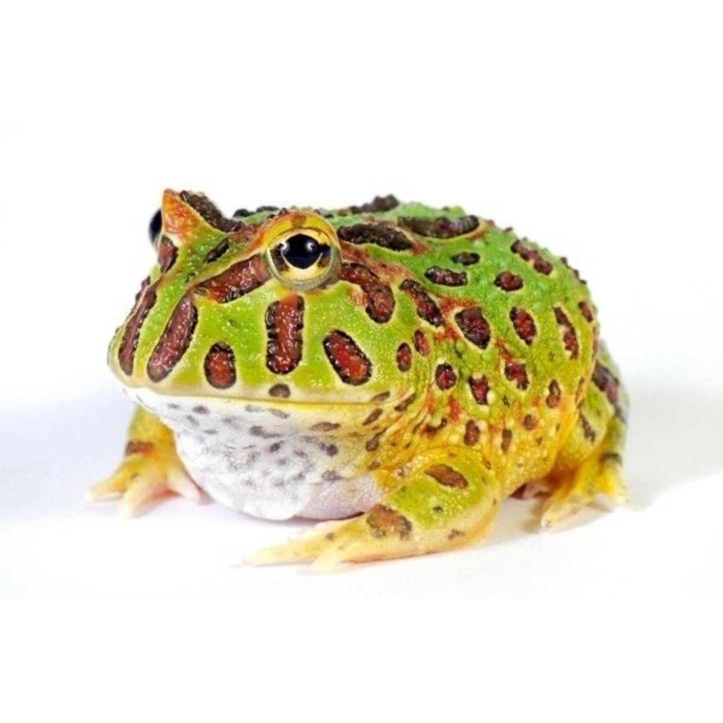 Ceratophrys cranwelli Rana pacman
