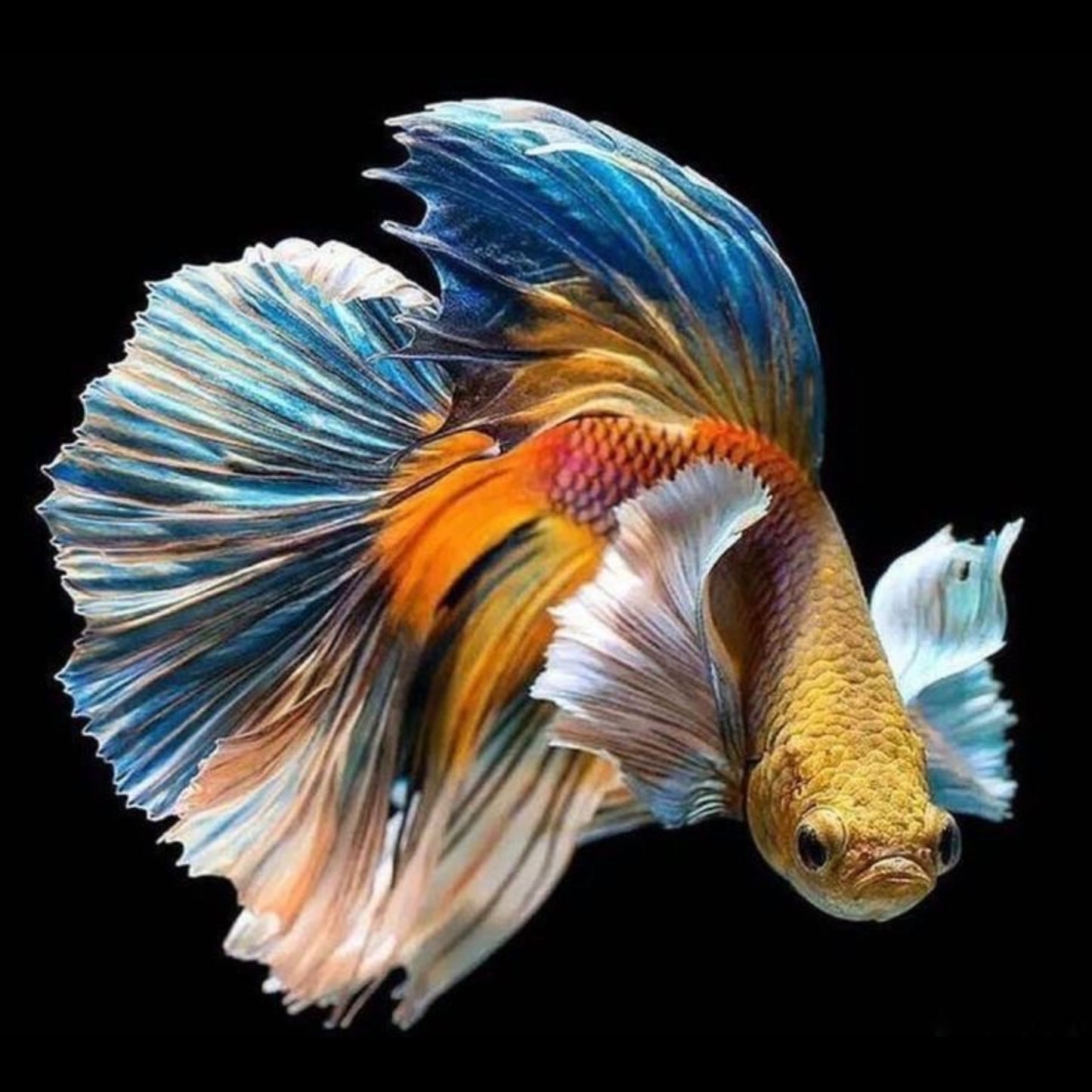 Betta Splendens Halfmoon mix