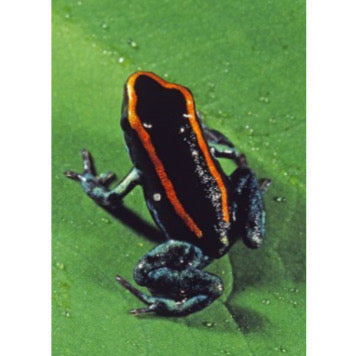 Phyllobates Vittatus: Caratteristiche e Cura della Rana Velenosa del Golfo Dulce