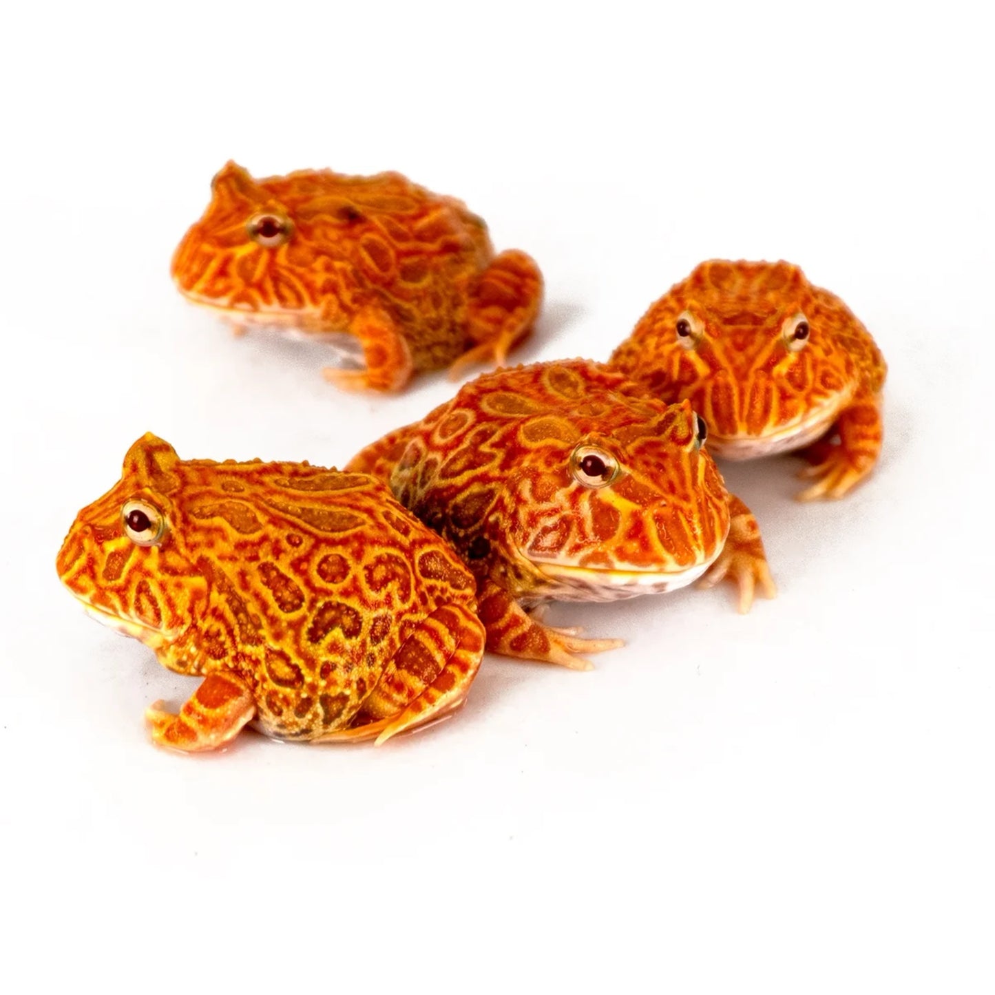 Ceratophrys cranwelli Rana pacman