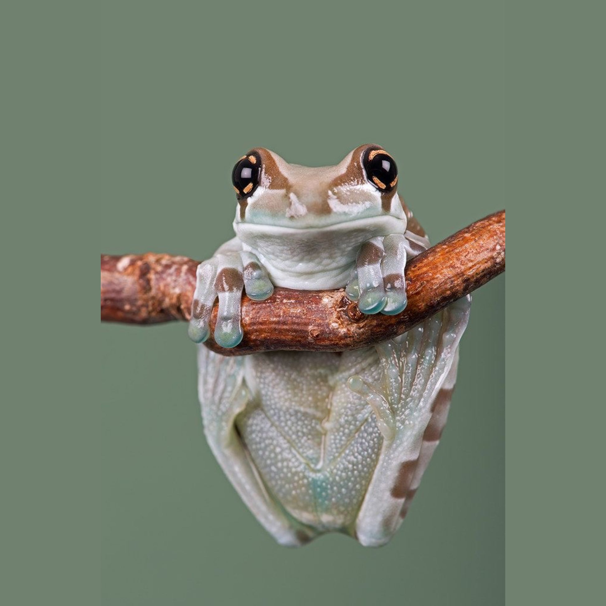 Trachycephalus resinifictrix: Guida alla Cura e Allevamento della Milk Frog | Animal Instinct