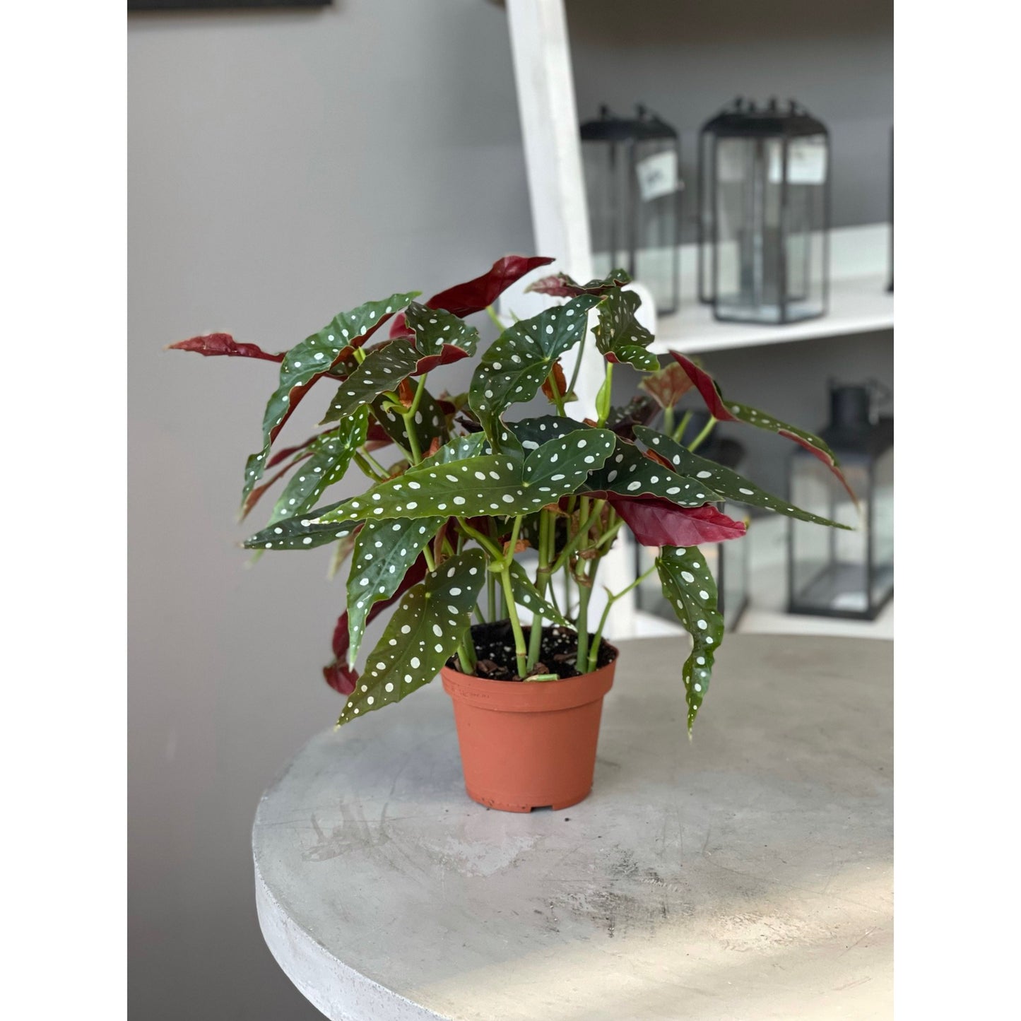 Begonia Maculata