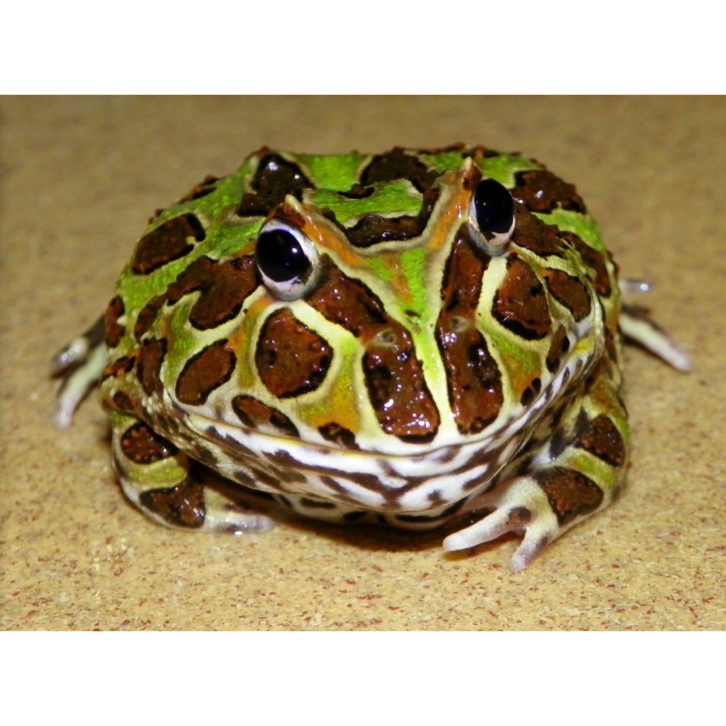Ceratophrys cranwelli Rana pacman