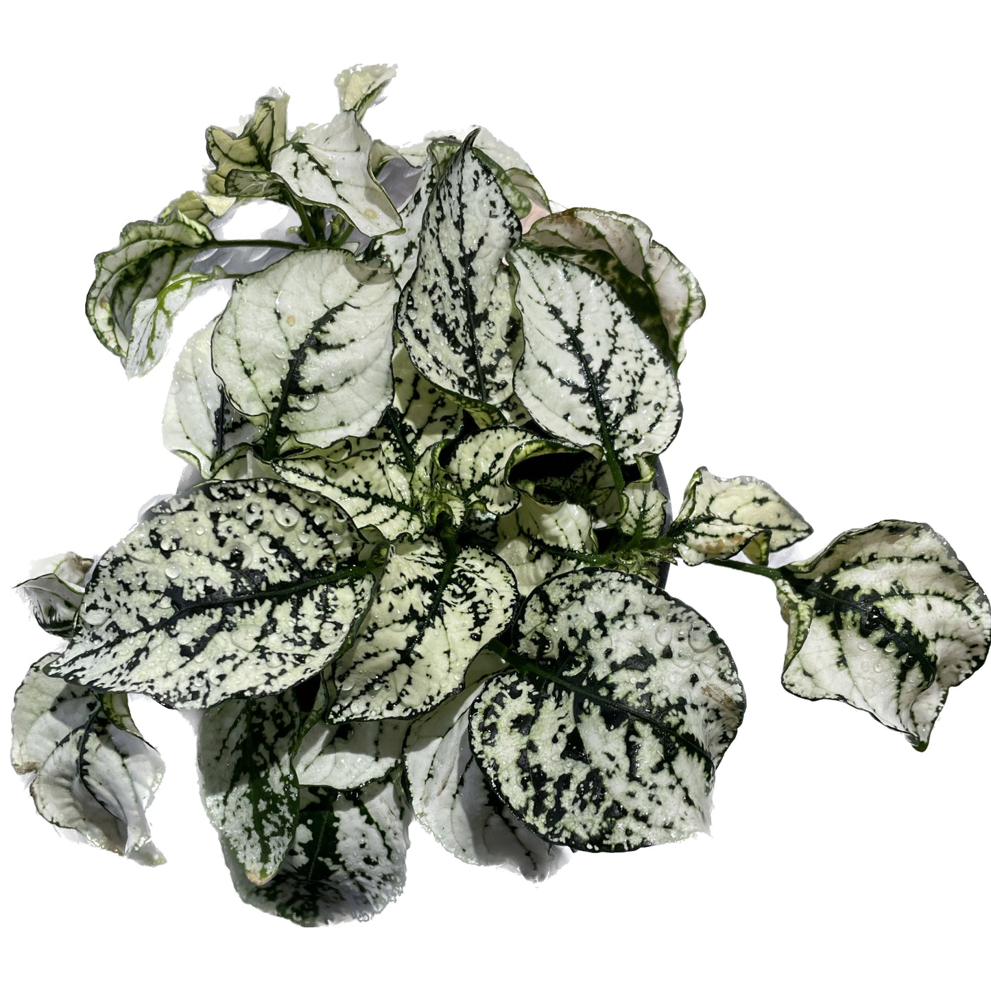 Fittonia extra White