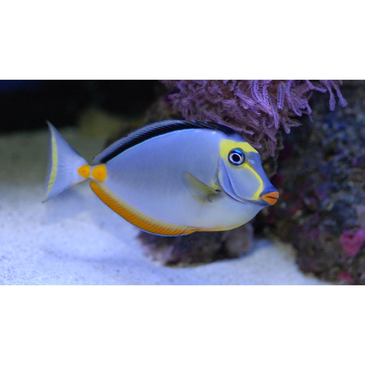 Naso lituratus