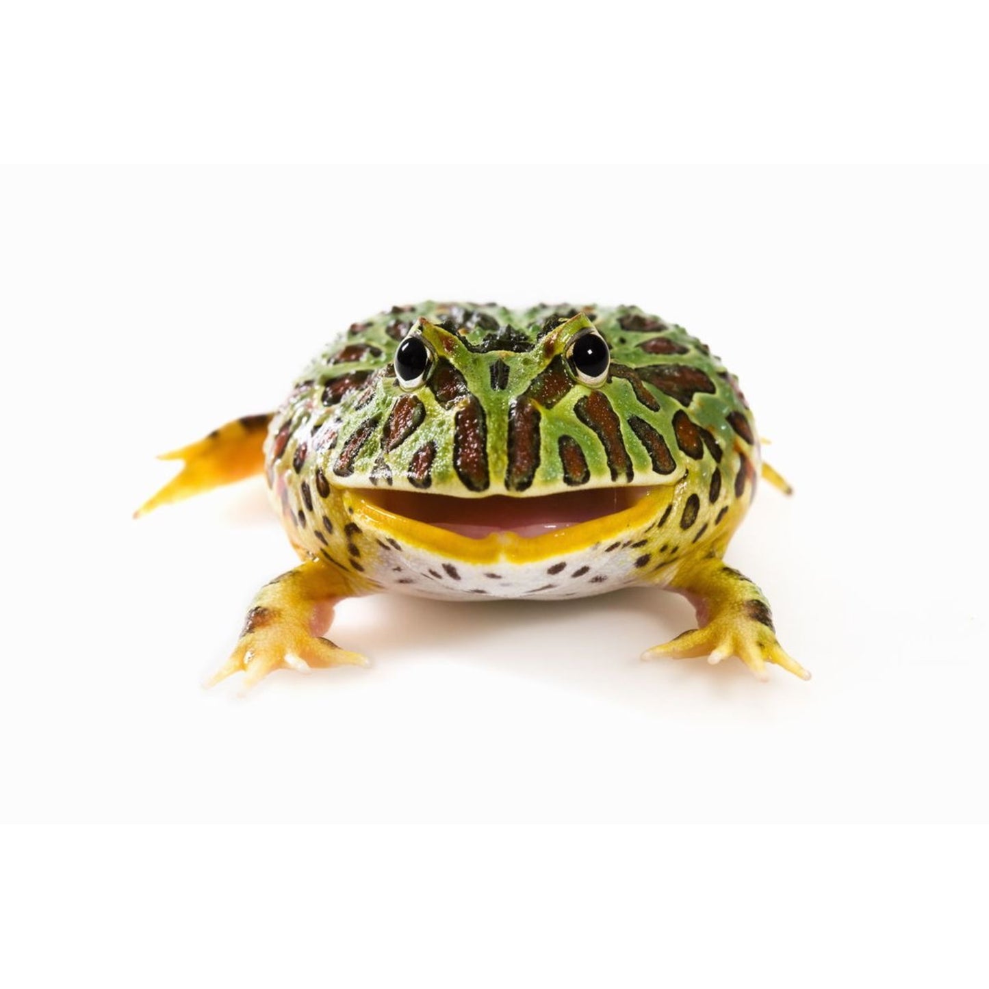 Ceratophrys cranwelli Rana pacman