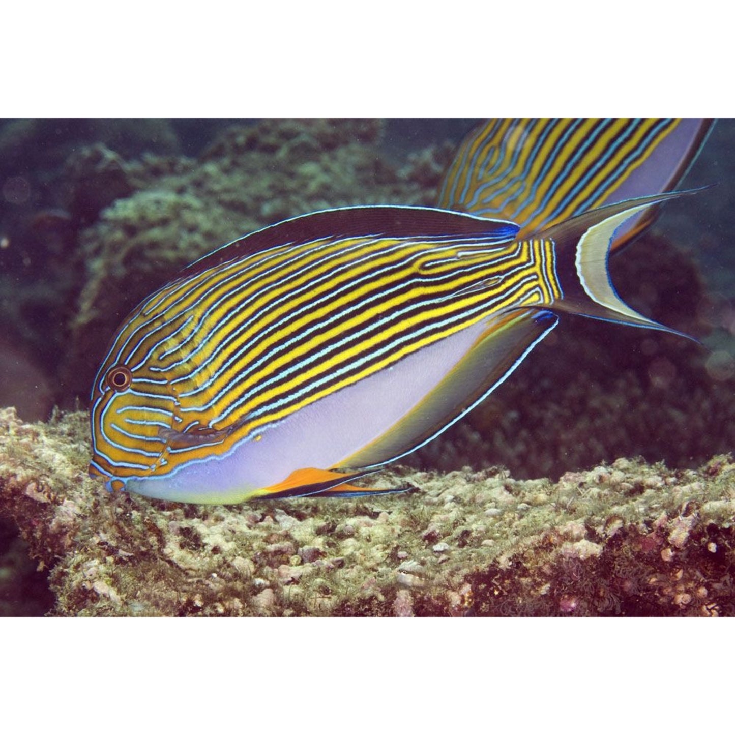 Acanthurus lineatus