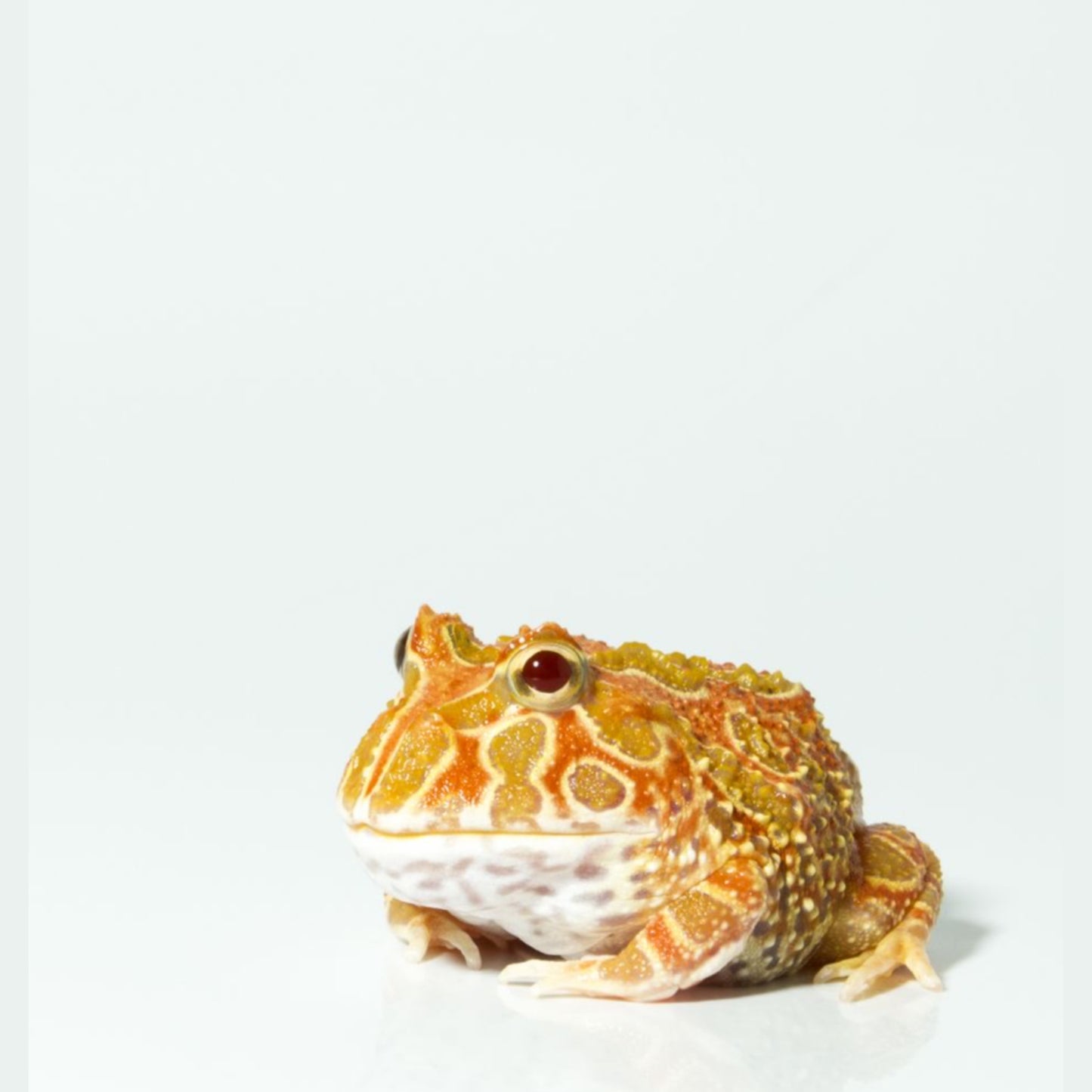 Ceratophrys cranwelli Rana pacman