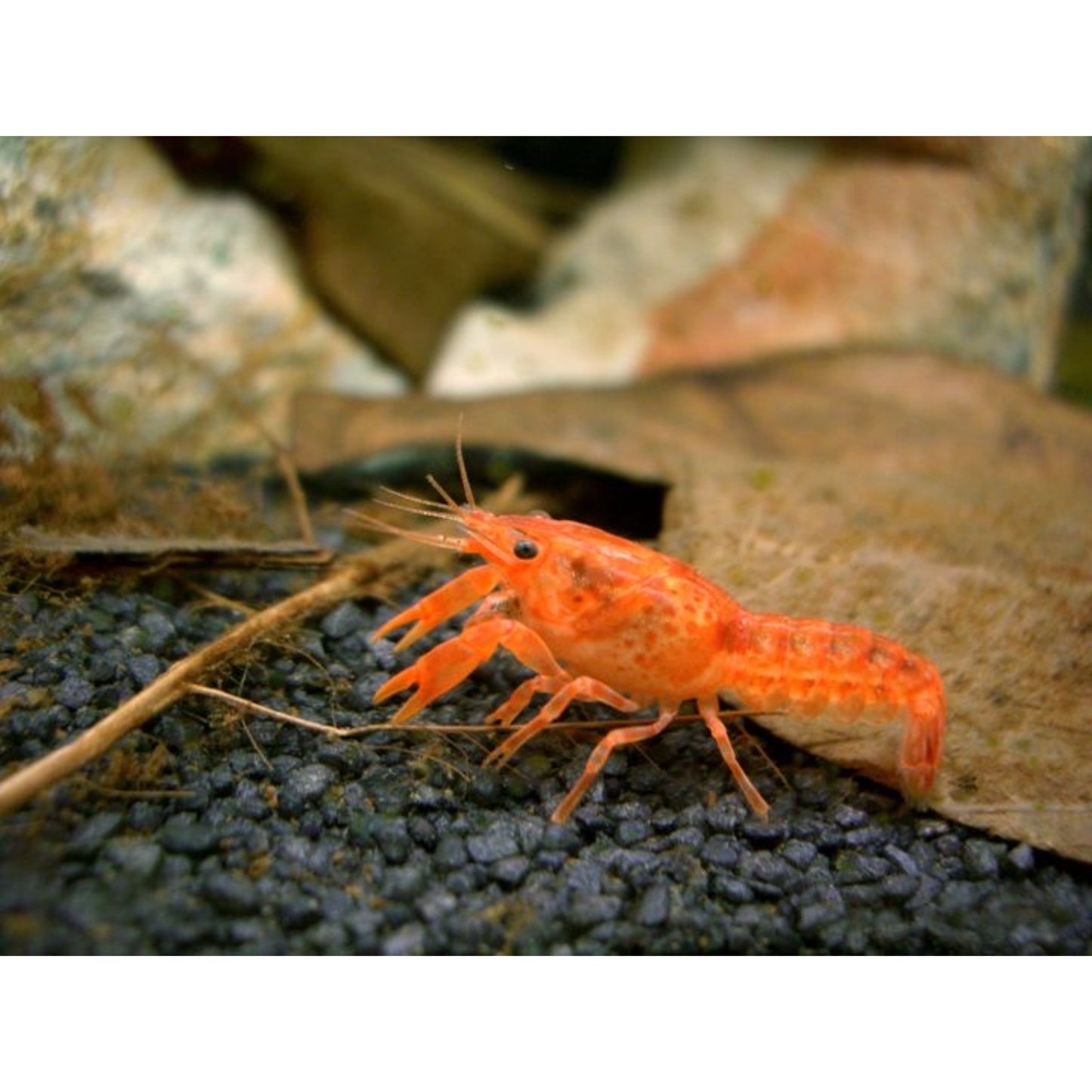 cambarellus patzcuarensis