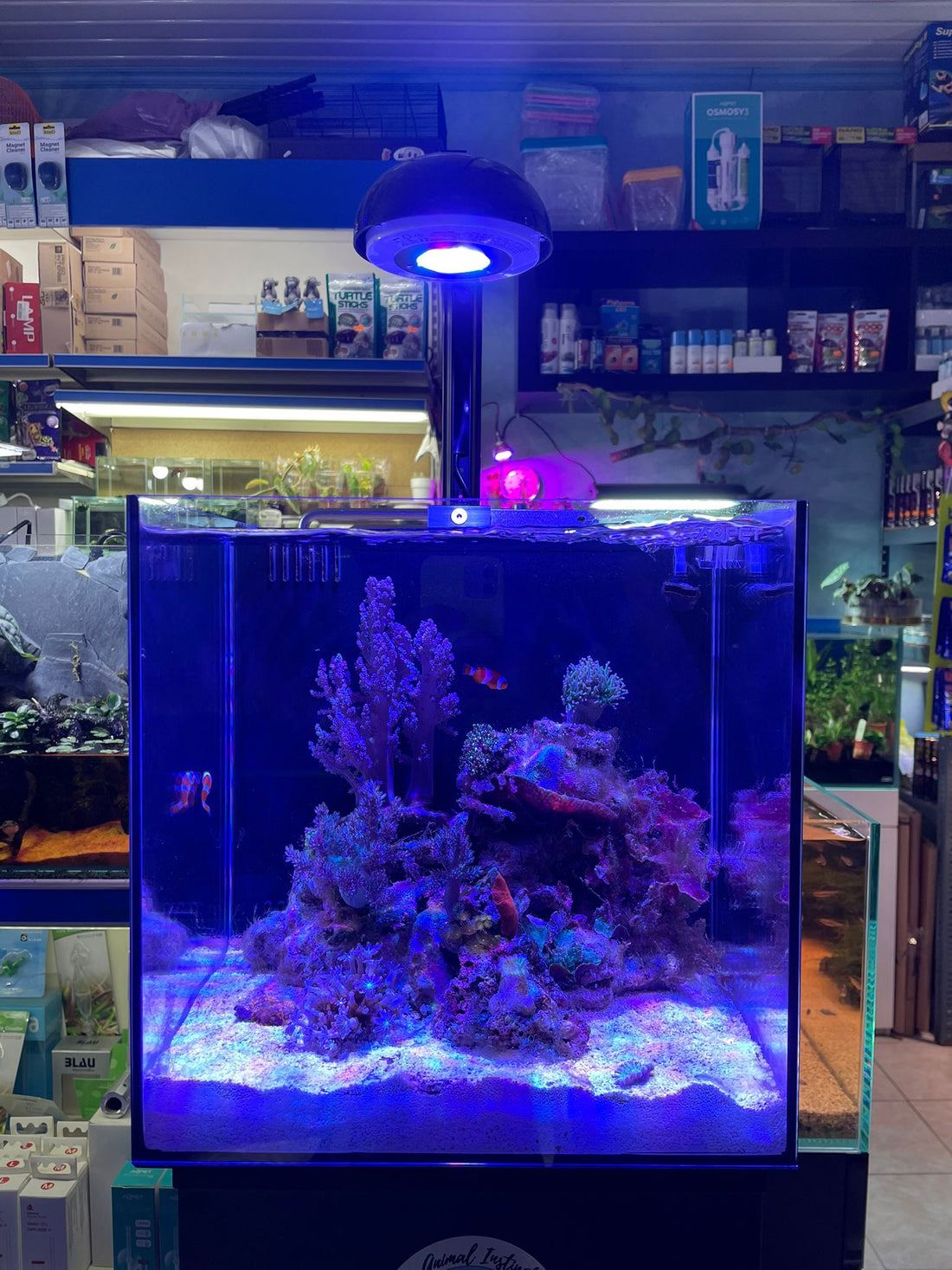 Guida per Creare un Mini Reef: Consigli e Risposte alle Domande Più Frequenti