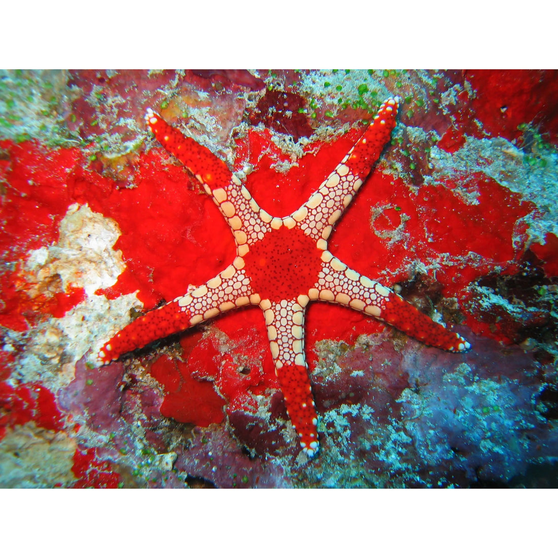 Stelle marine in acquario marino: guida, specie e consigli | Animal Instinct Roma 