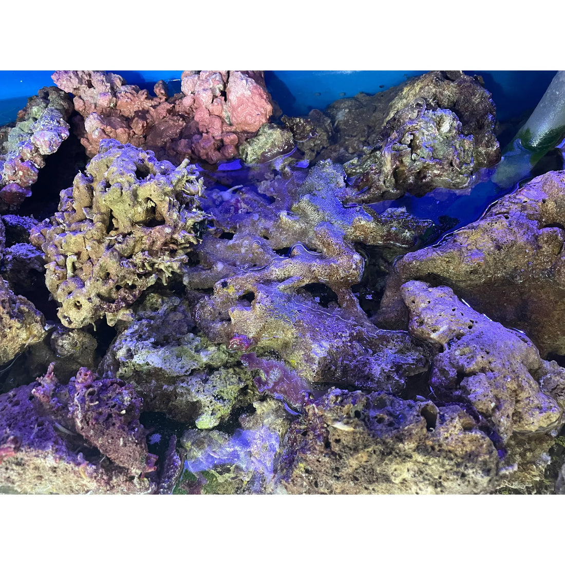 Guida Completa: Rocciata e Posizionamento Coralli SPS, LPS e Molli