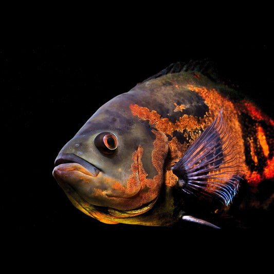 Astronotus ocellatus: guida completa al Pesce Oscar