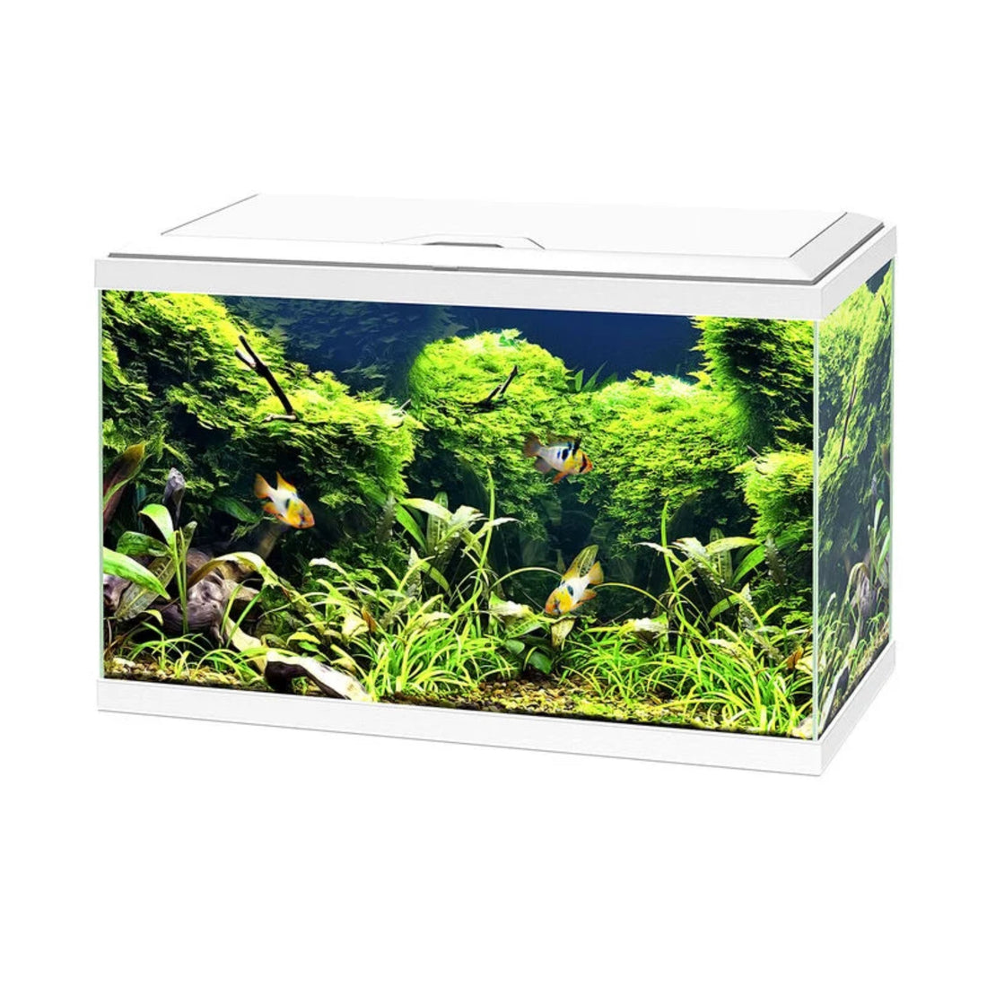 Guida Completa all’Acquario in Casa🐠
