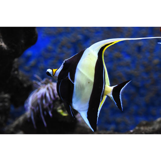 Zanclus Cornutus: Caratteristiche, Habitat e Cura in Acquario | Animal instinct Roma