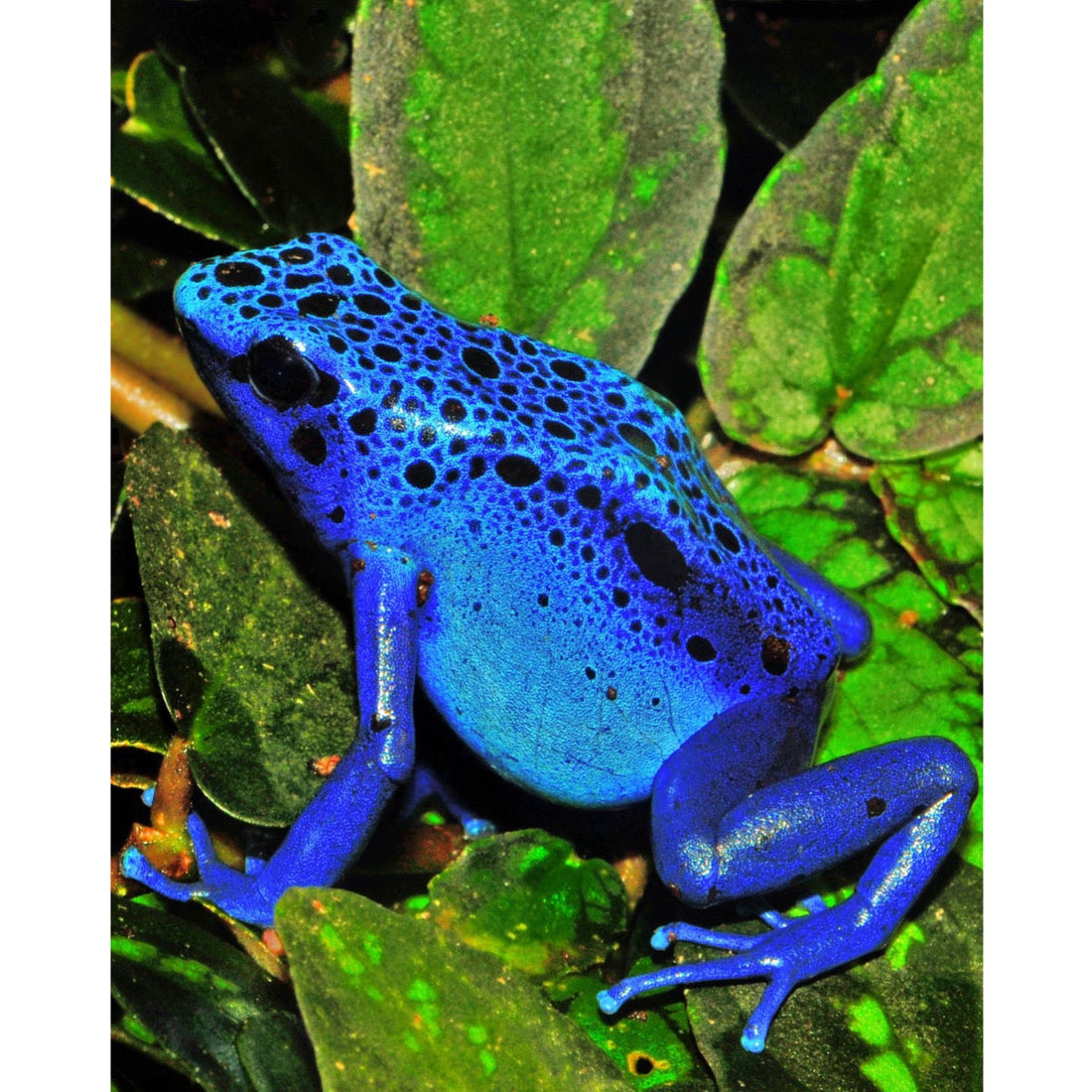 Scheda Tecnica: Dendrobates tinctorius Azureus