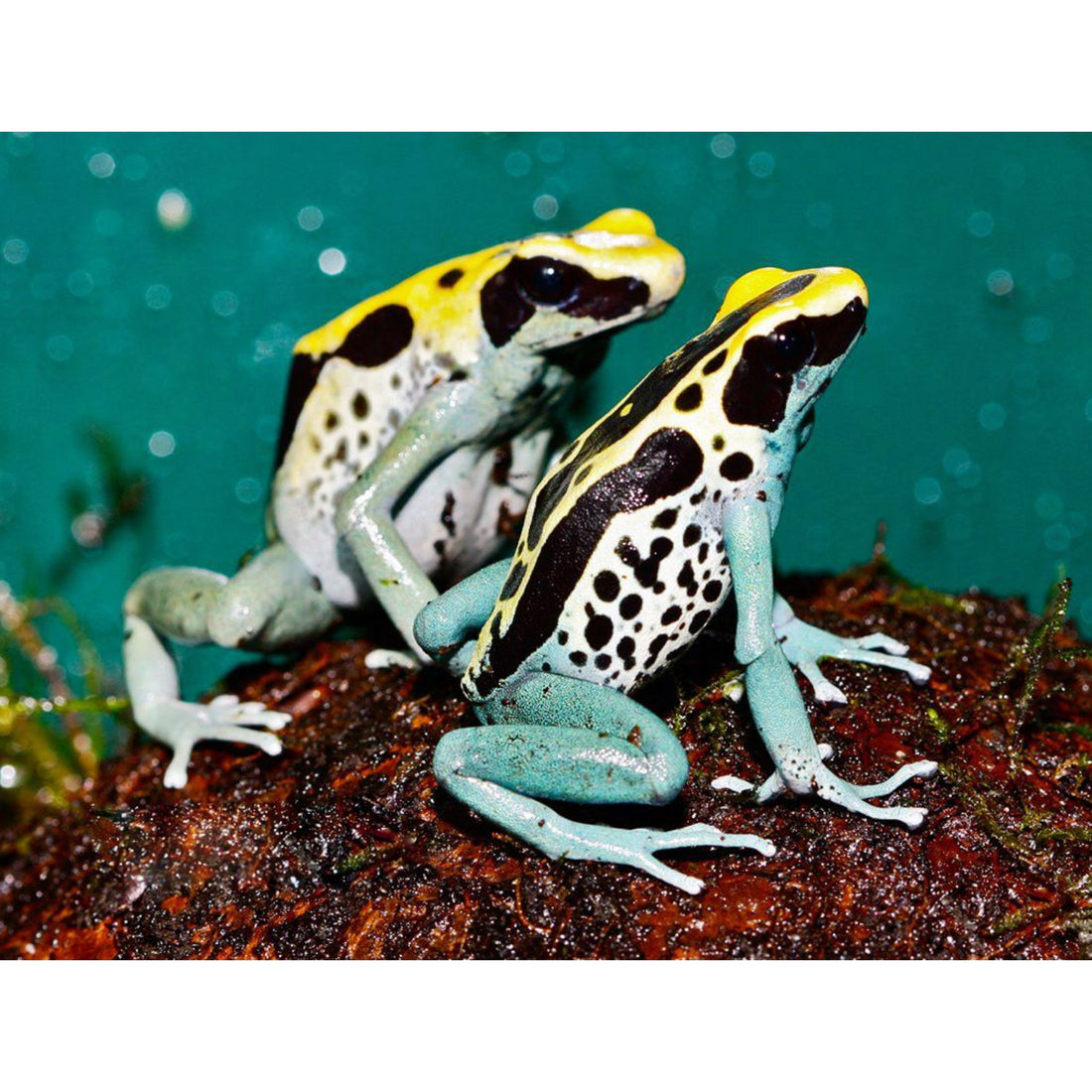 Dendrobates: Guida Completa alle Rane Freccia Tropicali - Cura e Terrario
