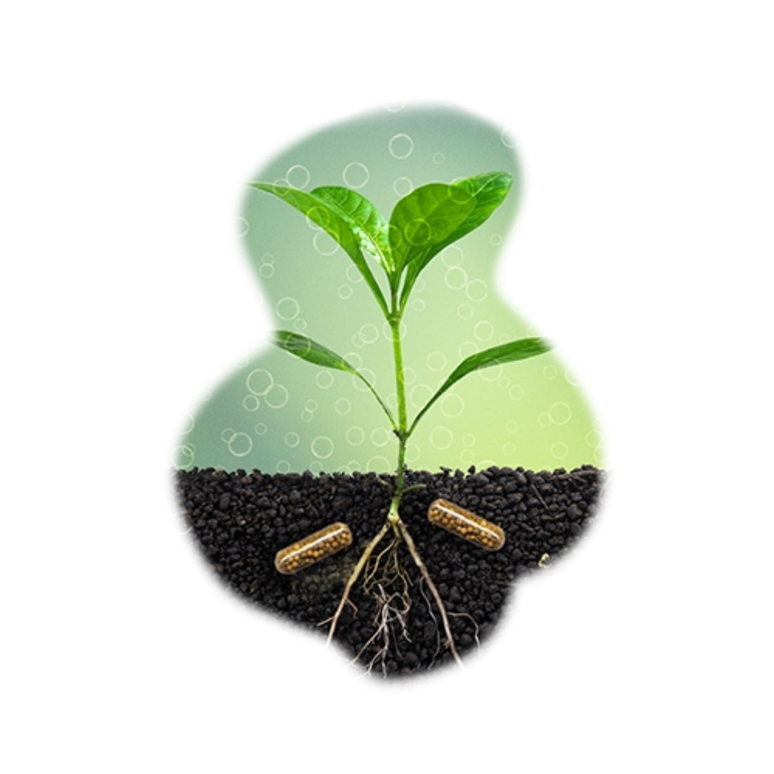 Pasticche Fertilizzanti per Piante d’Acquario: Guida alle Plant Life Caps | Animal instinct Roma