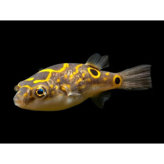 Pesce Palla in Acquario: Guida Completa per Allevarlo | El gaucho sport