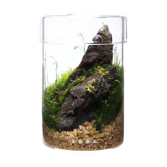 Terrari Estetici Senza Animali: i Migliori Modelli per Arredare con Natura e Design