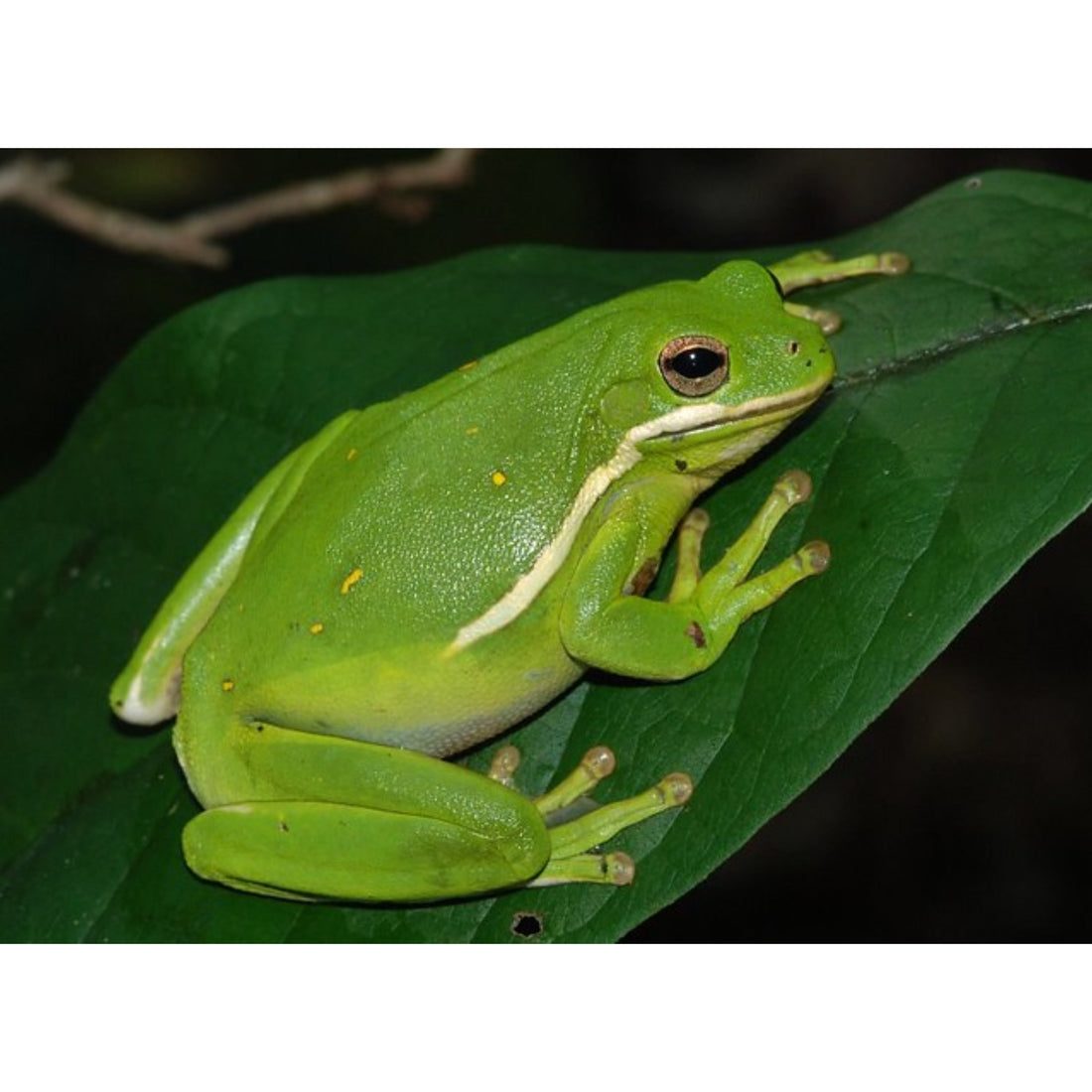 Hyla cinerea: tutto sulla raganella verde americana