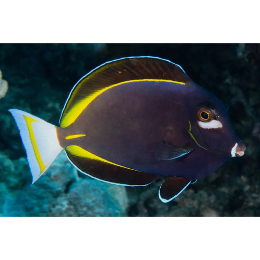 Acanthuridi: guida completa ai pesci chirurgo per chi parte da zero