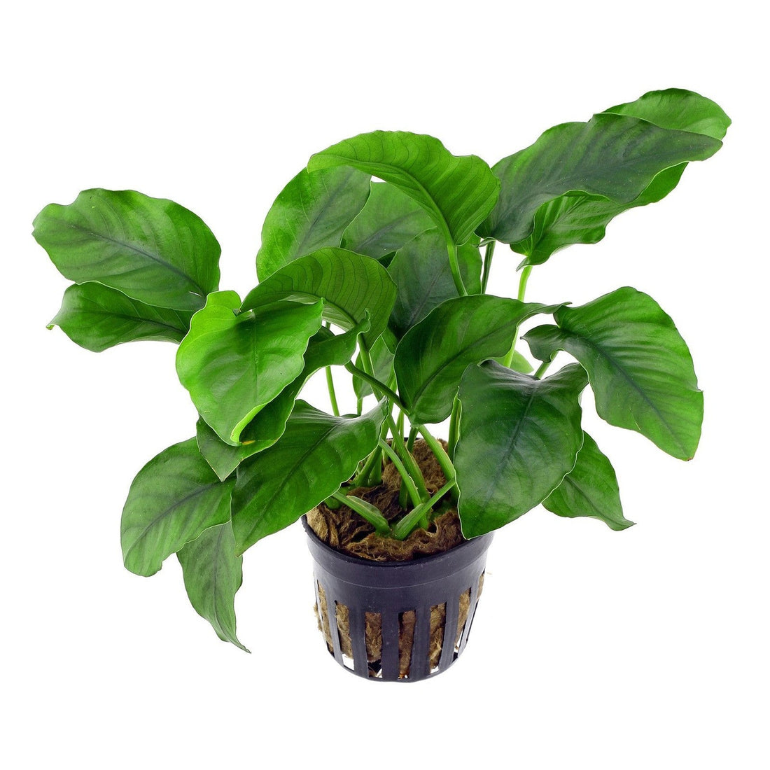 Piante Epifite per Acquario: Anubias, Bucephalandra, Felce di Giava | Animal Instinct Roma