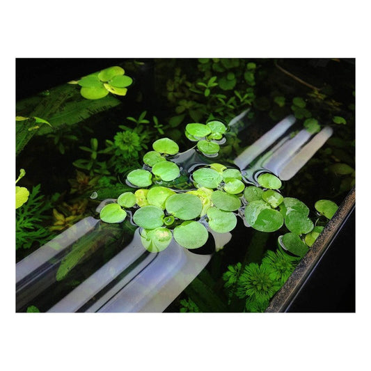 Piante per Acquario: Guida Completa alla Scelta e Cura