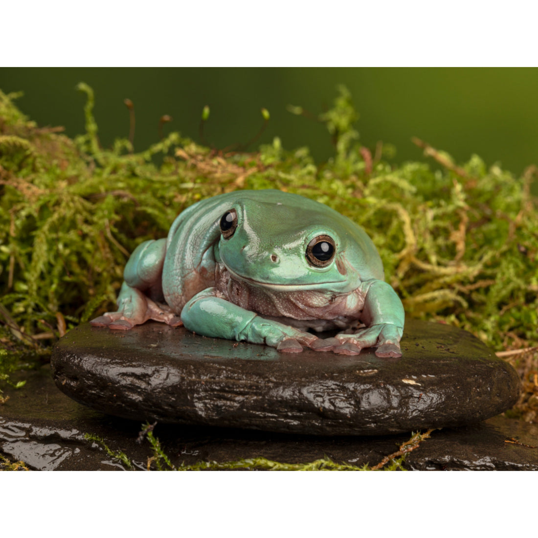 Litoria caerulea: scheda tecnica e allevamento | Animal Instinct Roma
