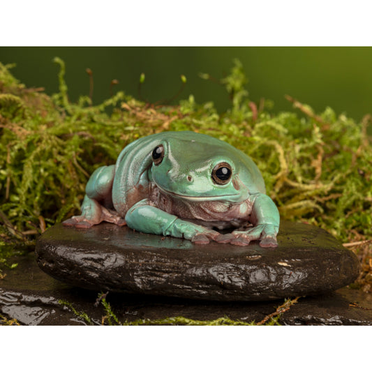 Litoria caerulea: scheda tecnica e allevamento | Animal Instinct Roma